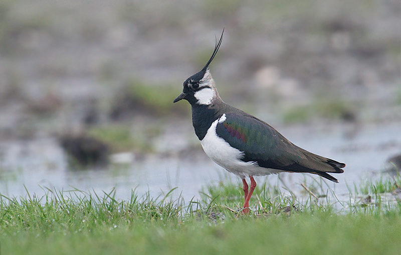 Vipe - Northern lapwing (Vanellus vanellus) male.jpg